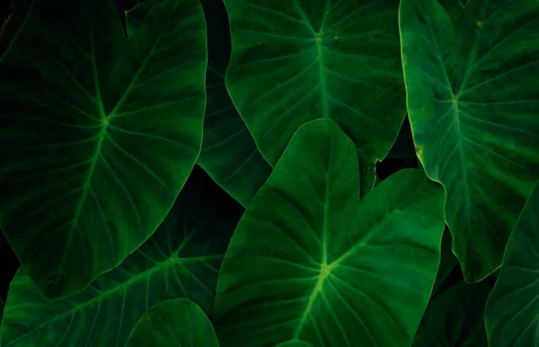 Primeros Planos Hojas Verdes Oreja Elefante Selva Fondo Textura Hoja —  Fotos de Stock