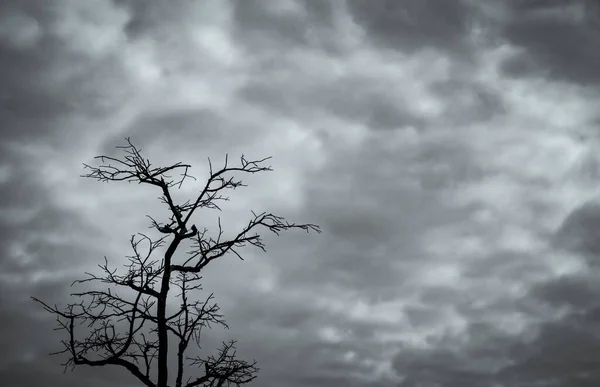 Silhouet Dode Boom Donkere Dramatische Hemel Witte Wolken Achtergrond Voor — Stockfoto