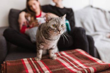 Fotoğraf arka plan üzerinde çift kanepe evde güzel kedi duran kapatın 