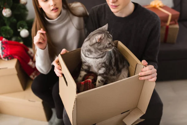 Kutusunda adam diz evde oturan güzel kedi fotoğrafı kapatın — Stok fotoğraf