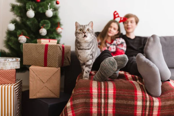 Крупным планом фотография красивой кошки, стоящей дома на диване с красивой парой на заднем плане — стоковое фото