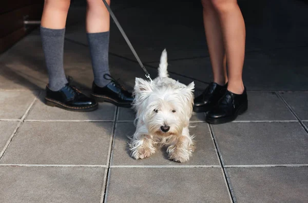 Närbild foto av vacker liten vit hund står på gatan med ägaren — Stockfoto