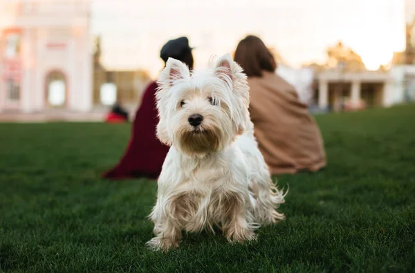 Närbild foto av vacker liten hund stående på gräs och med intresse tittar i kameran i park med ägaren på bakgrund — Stockfoto