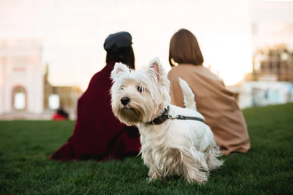 Porträtt av vacker liten vit hund stå på gräset i parken med ägaren på bakgrund — Stockfoto