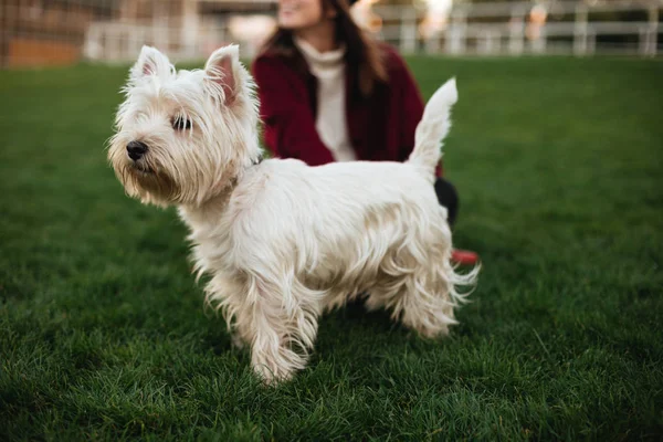 Närbild foto av vacker liten vit hund stående på gräs och med intresse ser åt sidan i park med ägaren på bakgrund — Stockfoto