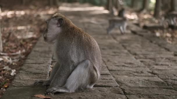 Sledování Záběr Životě Krásné Divoké Opice Tropickém Opičím Lese Opičí — Stock video