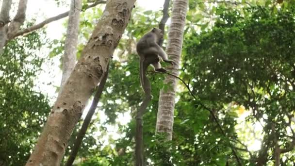 美丽的小野生猴子坐在热带猴林的树上 巴厘岛岛 — 图库视频影像