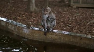 Tropik maymun ormanlarında göletin kenarında oturan sevimli vahşi maymunlar. Bali adası