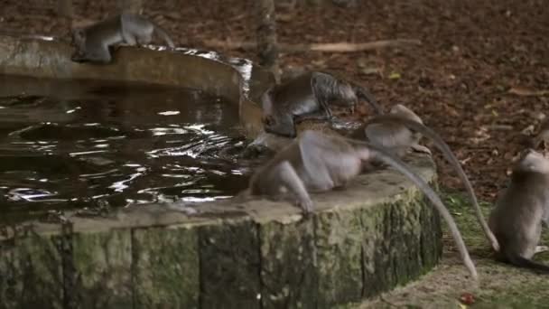 熱帯猿の森の池から美しい野生のサル飲料水のグループ バリ島 — ストック動画