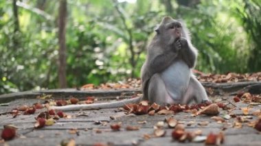 Orman maymunu ormanında tropikal meyveler yiyen sevimli vahşi maymunun orta boy fotoğrafı. Bali adası