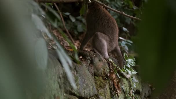 熱帯猿の森の中で愛らしい野生の猿の登山の追跡ショット バリ島 — ストック動画