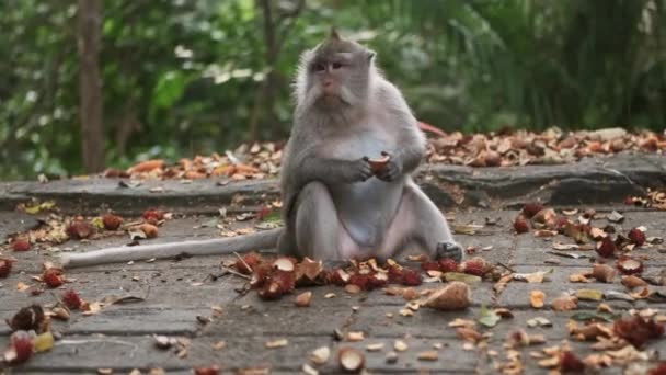 緑の熱帯猿の森で熱帯果物を食べるかわいい猿の中のショット バリ島 — ストック動画