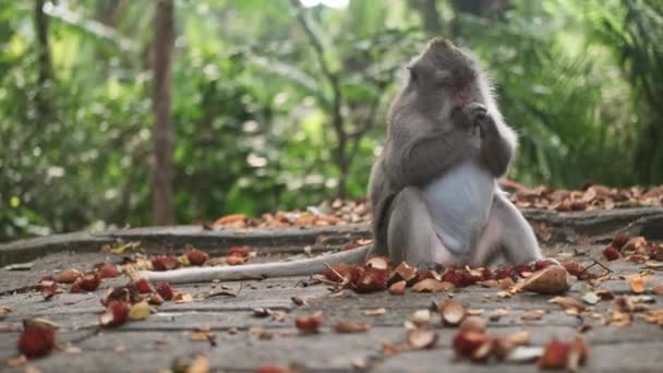 Tiro Médio Macaco Selvagem Bonito Comendo Frutas Tropicais Selva Floresta — Vídeo de Stock