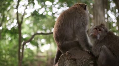 Ormandaki ağaçta dinlenen güzel maymunlar. Vahşi maymun ailesi. Vahşi yaşam çifti
