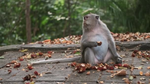 在热带猴林里 中等数量的美丽猴子正在吃热带水果 巴厘岛岛 — 图库视频影像