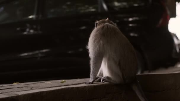 Monyet Kecil Yang Cantik Melihat Lihat Trotoar Jalan Kota Yang — Stok Video