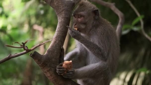 Close Cute Wild Monkey Eating Tree Tropical Monkey Forest Bali — Stock Video