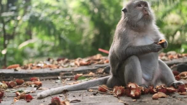 跟踪拍摄的可爱野生猴子在热带猴林吃热带水果 巴厘岛岛 — 图库视频影像