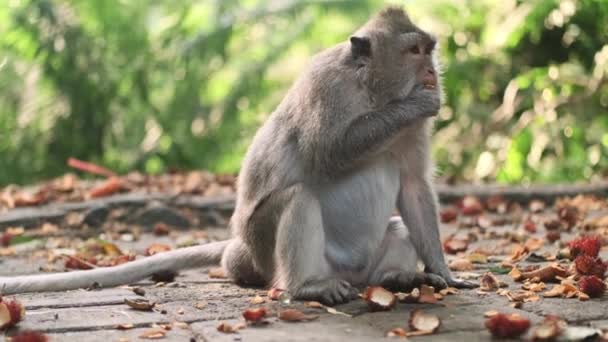 Primo Piano Colpo Scimmia Selvatica Carino Mangiare Frutta Tropicale Nella — Video Stock