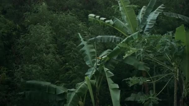 Pohled Shora Překrásný Tropický Prales Palmové Listy — Stock video