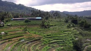 Tropikal adada büyük pirinç terasları olan geleneksel köyün muhteşem bir görüntüsü.