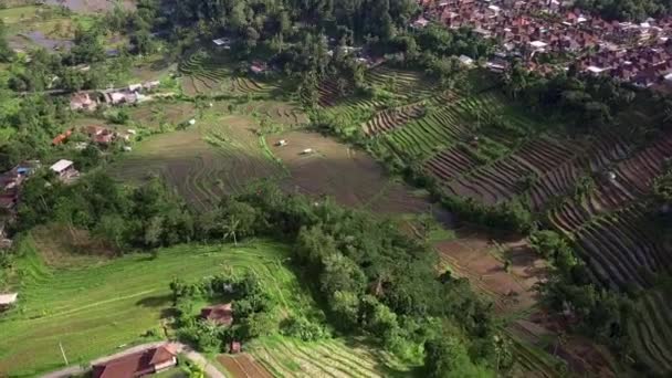 Aerial Tracking Shot Amazing Tropical Island Rice Terraces — Stock Video