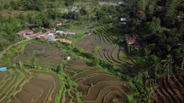 Nefes kesici tropikal adanın havadan görünüşü. Bali 'deki pirinç teraslarının izini sürüyorum.