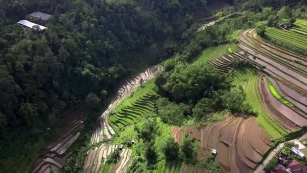 Yeşil Tropikal Adanın Hava Görüntüsü Bali Deki Pirinç Teraslarının Üst — Stok video