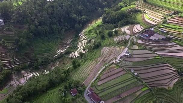 Zdjęcie Lotnicze Pięknej Tropikalnej Wyspy Widok Góry Tarasy Ryżowe Bali — Wideo stockowe