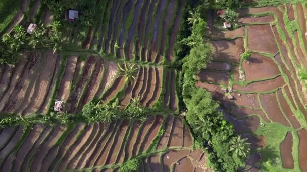 Aerial View Beautiful Tropical Island Tracking Out Shot Rice Terraces — Stock Video