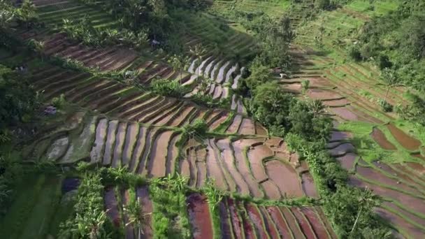 Вид Воздуха Захватывающий Тропический Остров Отслеживание Рисовых Террас Бали — стоковое видео