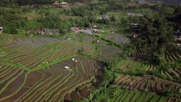 Vue aérienne de suivi de l'île tropicale incroyable. Vue du dessus des terrasses de riz sur Bali 