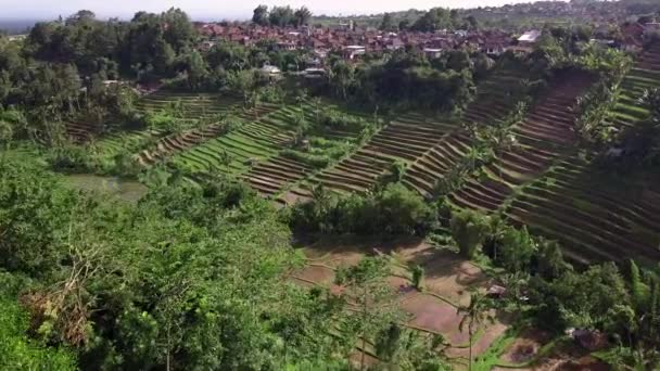 Zdjęcie Lotu Ptaka Niesamowitej Tropikalnej Wyspy Tarasy Ryżowe Bali — Wideo stockowe