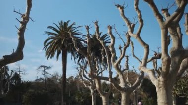 Parlak mavi gökyüzünün üzerinde park etmiş egzotik ağaçların ve palmiyelerin izini sürüyorum.
