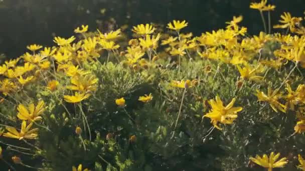 Güneşin Işıldayan Görüntüsü Güzel Sarı Çiçekler Rüzgarda Savruluyor — Stok video