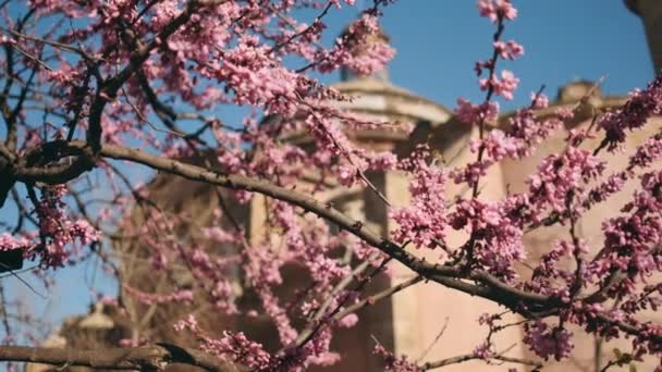 Tracking Shot Van Mooie Bloeiende Boom Tijdens Lente Stad Een — Stockvideo