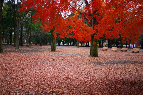 red maple leaves