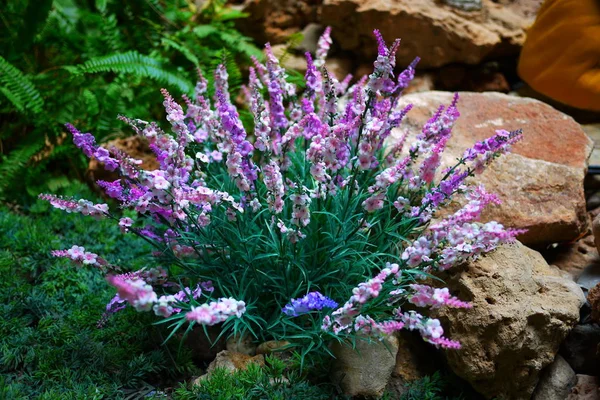 Bush'un renkli çiçekler