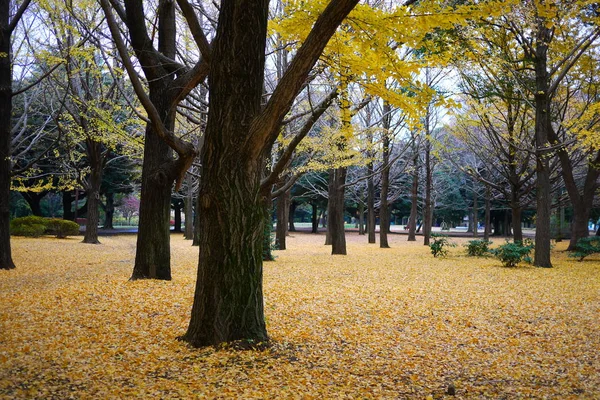 Foglie di acero giallo — Foto Stock