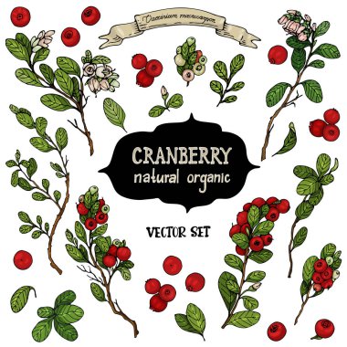 İzole edilmiş el yapımı böğürtlenler. Kızılcık çalısı, yaban mersini ve beyaz arka planda kızılcık çiçeği. Güzel botanik çizimleri.