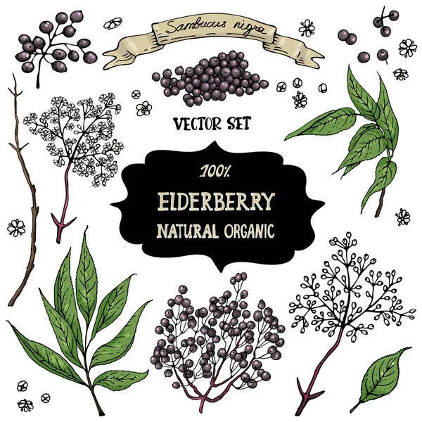 Set Hand Drawn Berries Isolated Elder Black Elderberry Flowers White — Stock Vector