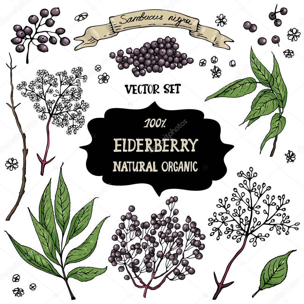 A set of hand-drawn berries isolated. Elder, and black elderberry flowers on a white background. Beautiful  botany illustrations.