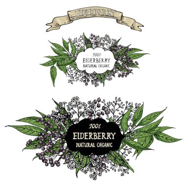 Tasarımınız için vintage etiketli vektör bitki bileşimi