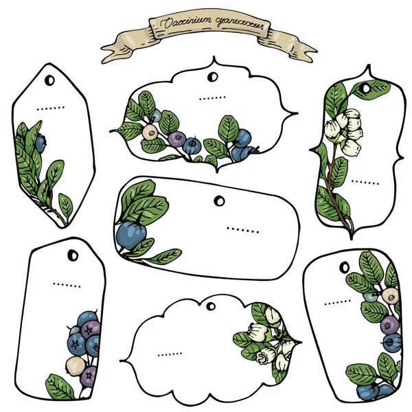 Ilustración Vectorial Etiquetas Arándanos Extraídas Mano Aisladas — Vector de stock