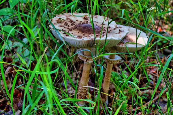 秋天森林里令人惊奇的蘑菇 — 图库照片