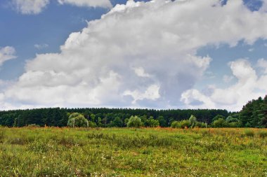Güzel doğa, ormanın ve nehrin yanındaki orman yolu.