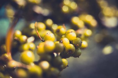 değil olgun deniz topalak çilek dal