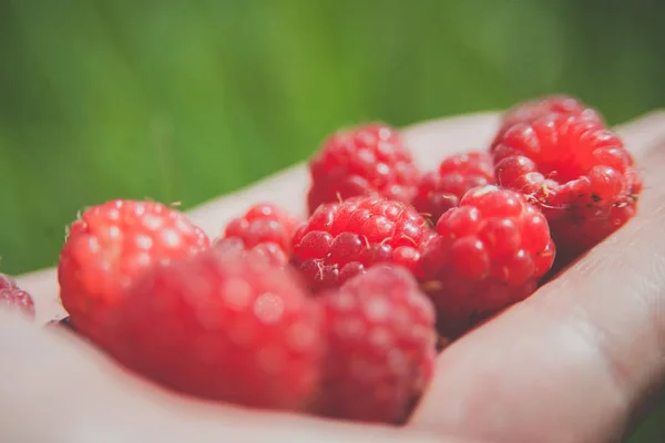 Ripe Raspberries Hands — Stock Photo, Image