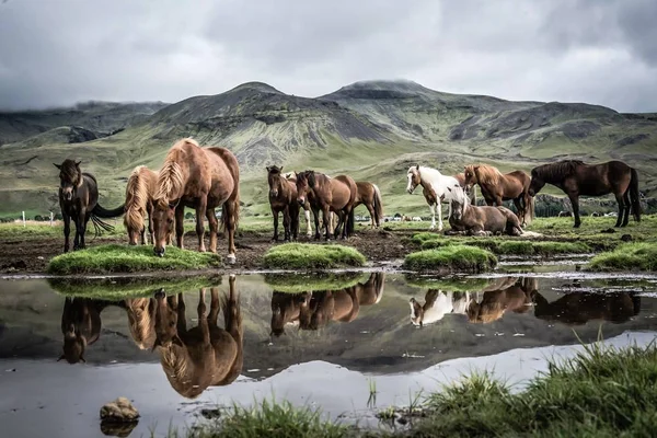 Reflexión de caballos islandeses Fotos De Stock Sin Royalties Gratis