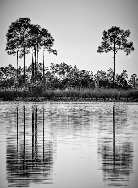 Lago Pineglade, Everglades Imágenes De Stock Sin Royalties Gratis